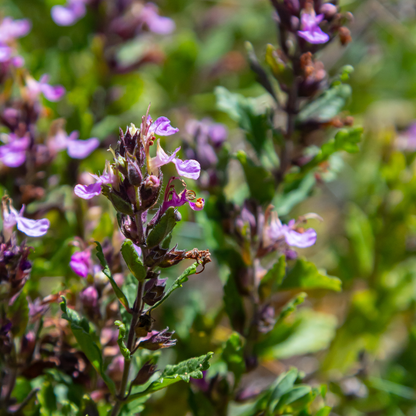 Gamander (Teucrium lucidrys) - set van 6 – voor tuin & terras