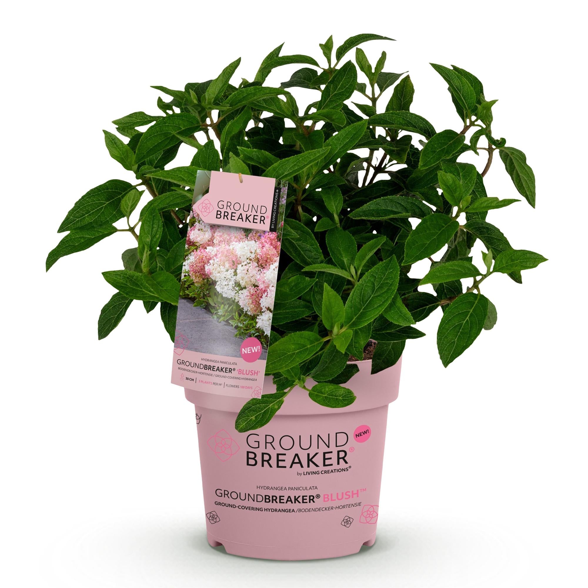 Pluimhortensia 'Groundbreaker' Blush (Hydrangea)