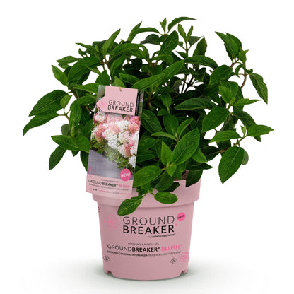 Pluimhortensia 'Groundbreaker' Blush (Hydrangea)