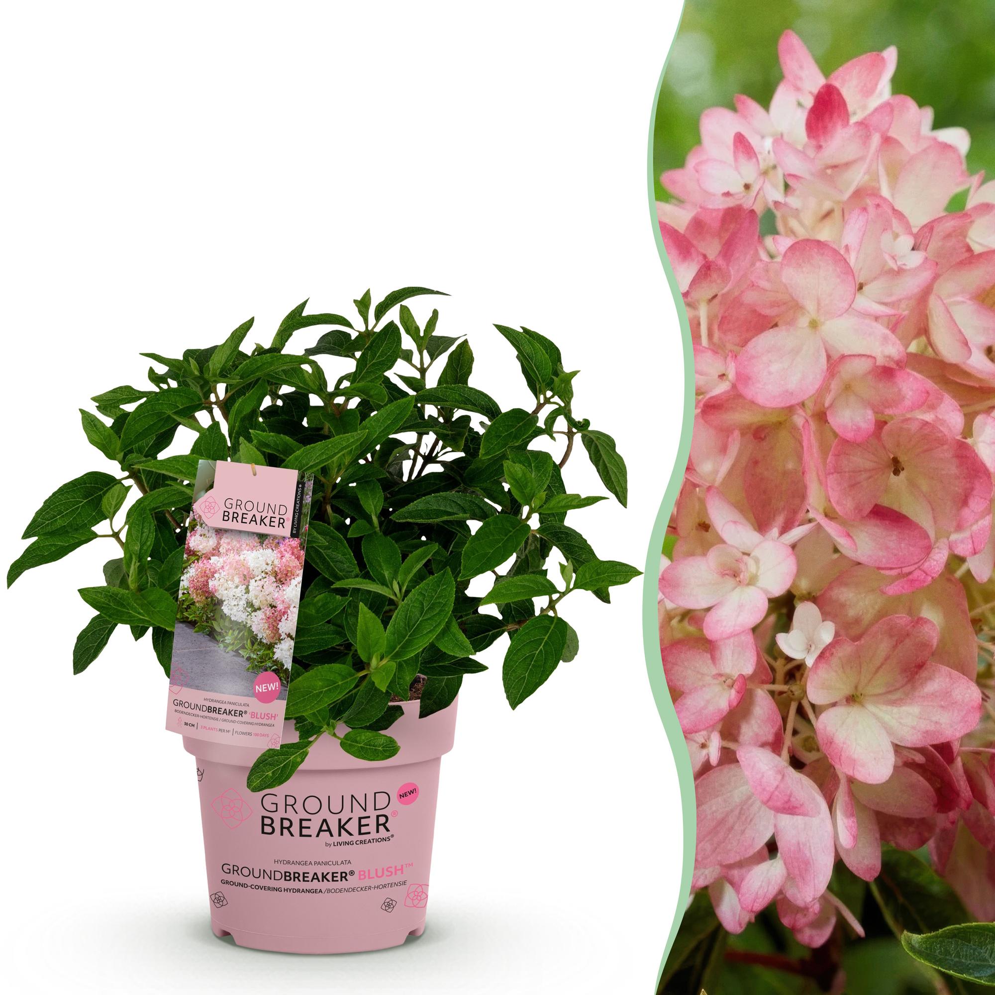Pluimhortensia 'Groundbreaker' Blush (Hydrangea)