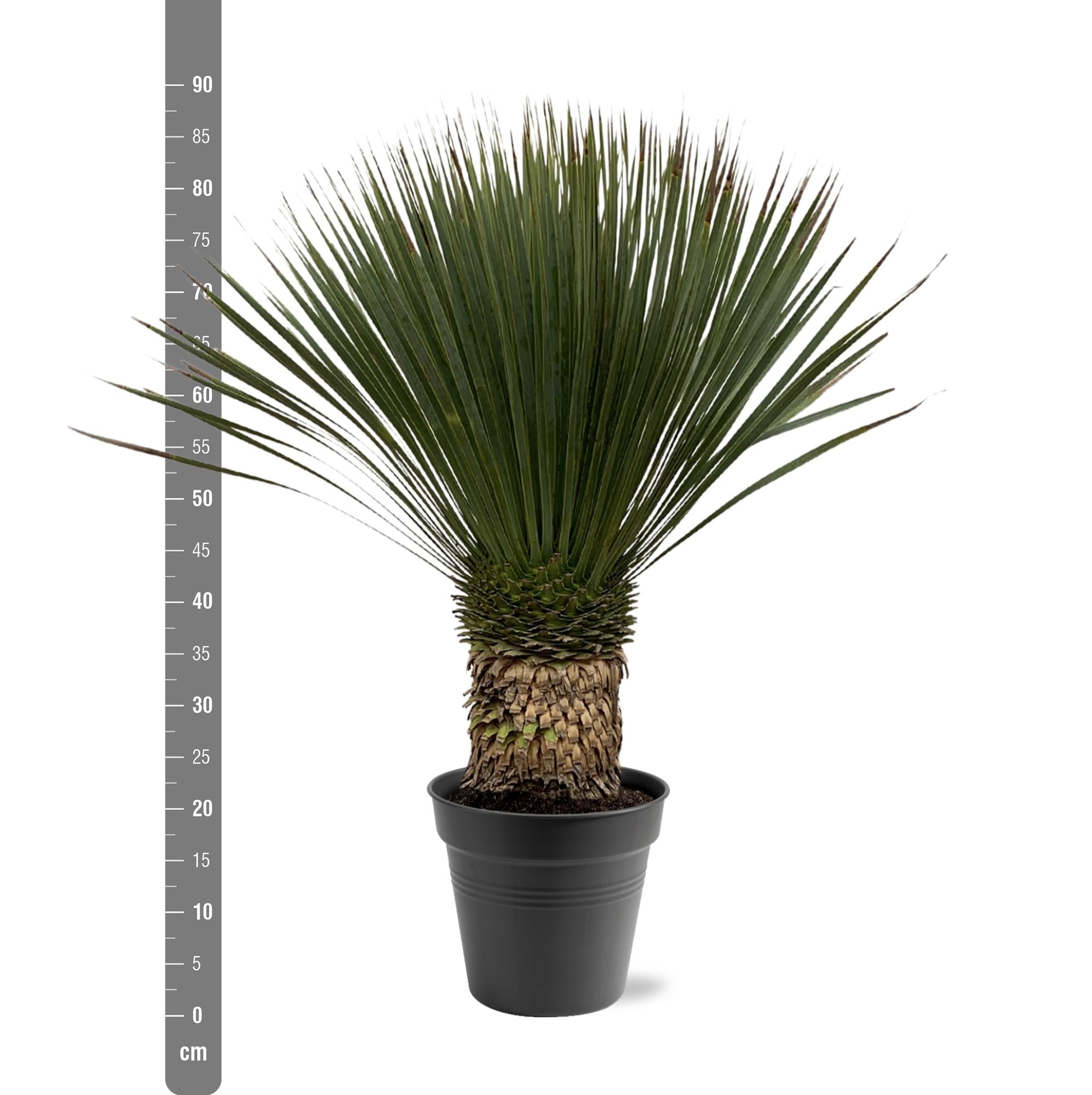 Yucca rostrata - 80-100 cm