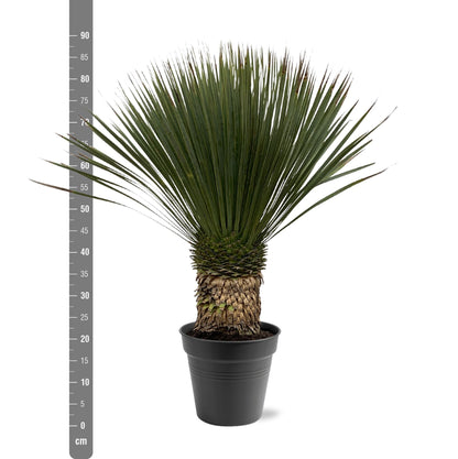 Yucca rostrata - 80-100 cm