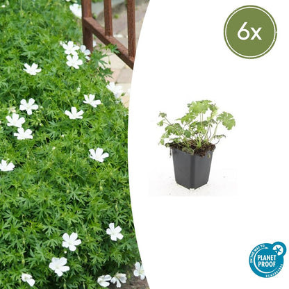 Bloedooievaarsbek 'Album' - set van 6 – voor tuin & terras