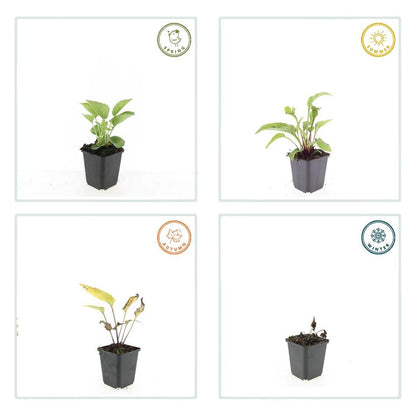 Zonnehoed 'Magnus' (Echinacea)