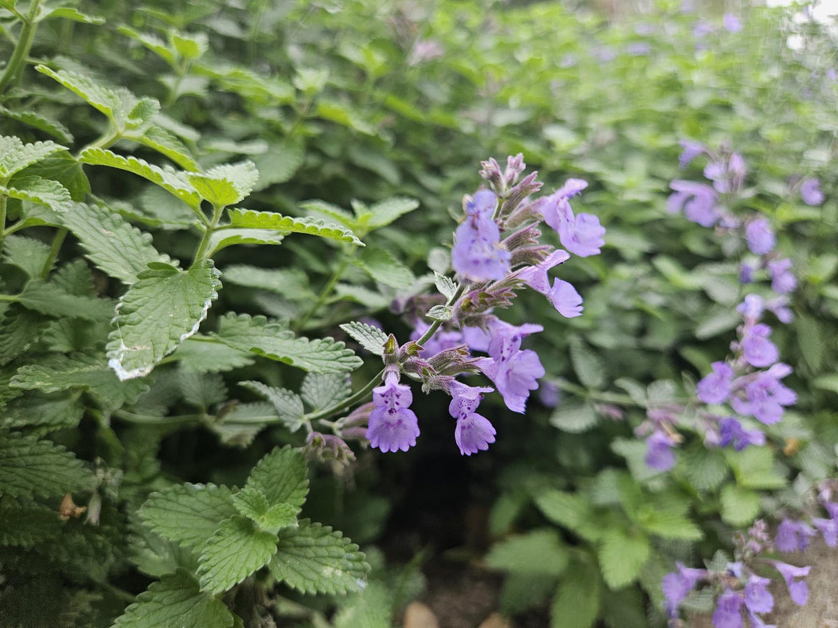 Kattenkruid 'Walker's Low' (Nepeta), productfoto 6