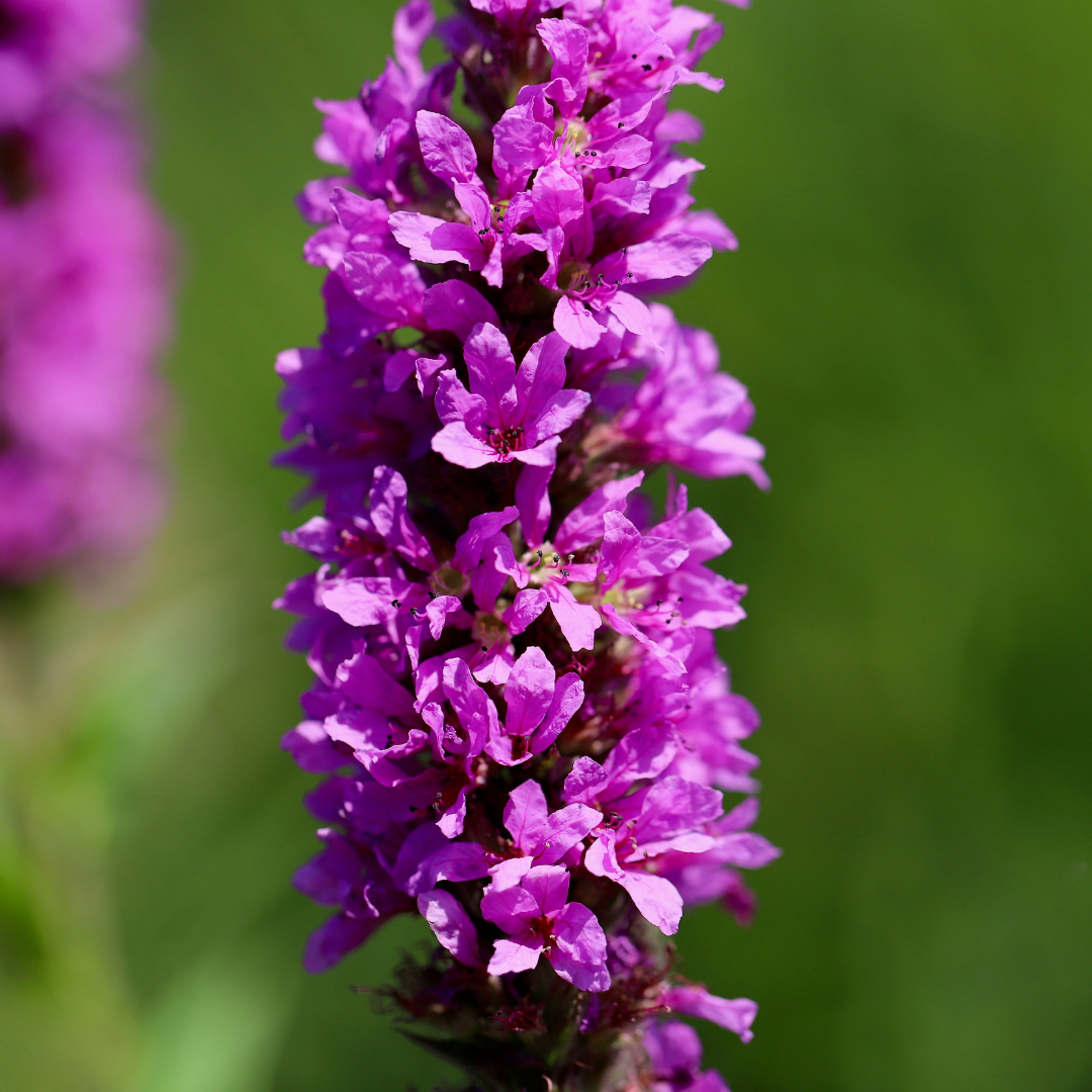 Kattenstaart (Lythrum salicaria) - set van 6 – voor tuin & terras