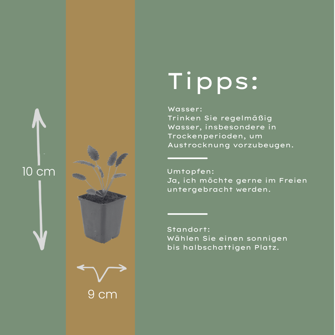 Pimpernel 'Tanna' - set van 6 – voor tuin & terras