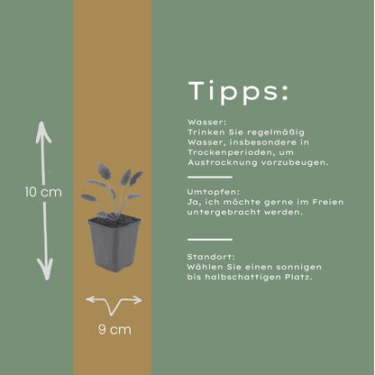 Pimpernel 'Tanna' - set van 6 – voor tuin & terras