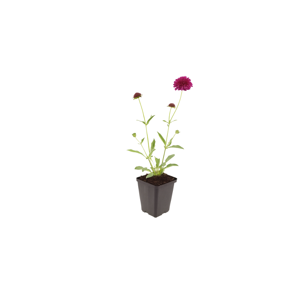 Beemdkroon (Knautia macedonica) - set van 6 – voor tuin & terras