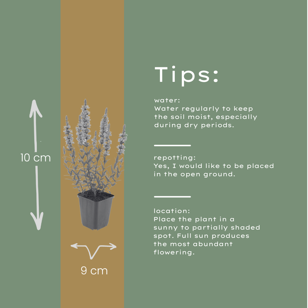 Kattenstaart (Lythrum salicaria) - set van 6 – voor tuin & terras