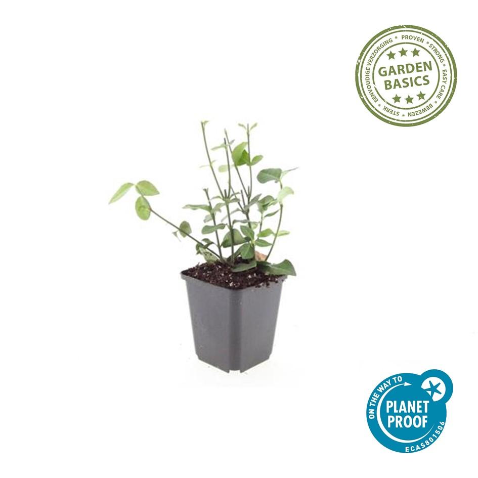 Kardinaalsmuts 'Coloratus' - set van 6 – voor tuin & terras