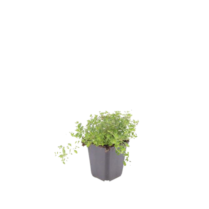 Wilde tijm (Thymus serpyllum) - set van 12 – voor tuin & terras