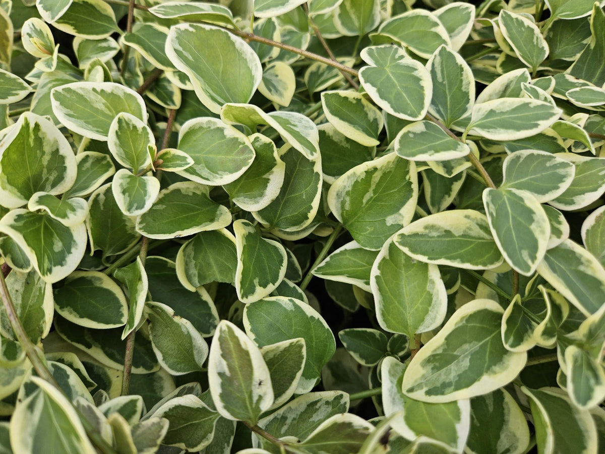 Grote maagdenpalm 'Variegata' - set van 6 – voor tuin & terras