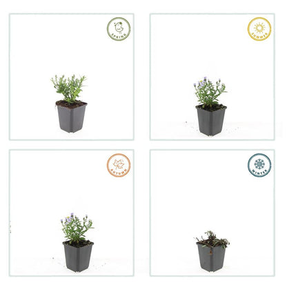 Herfstaster 'Prof. Anton Kippenberg' - set van 6 – voor tuin & terras
