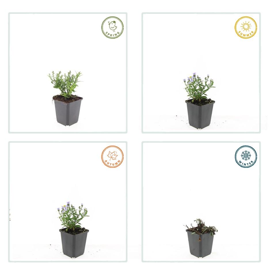 Herfstaster 'Prof. Anton Kippenberg' - set van 6 – voor tuin & terras