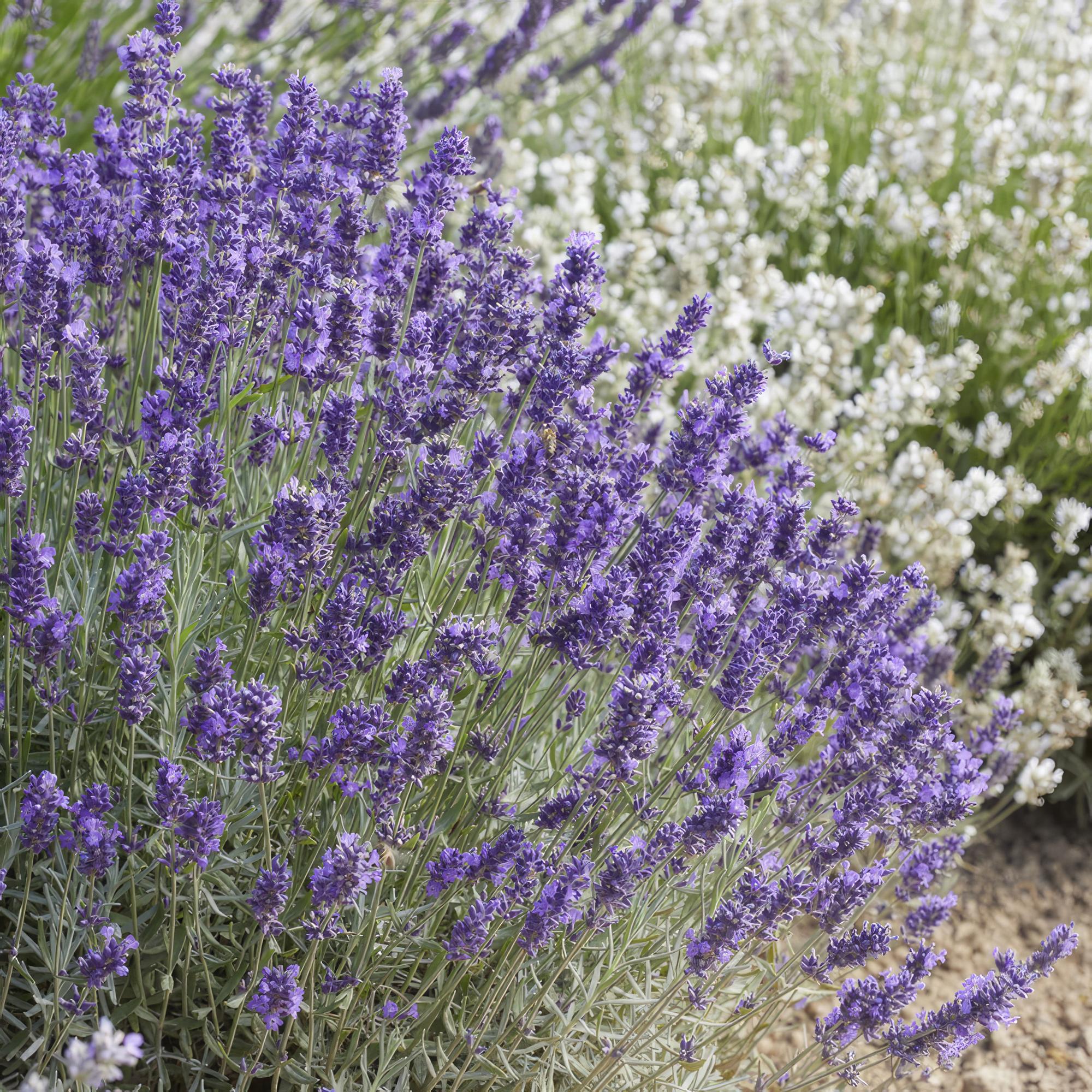 Lavendelborder 'Hidcote' in volle bloei