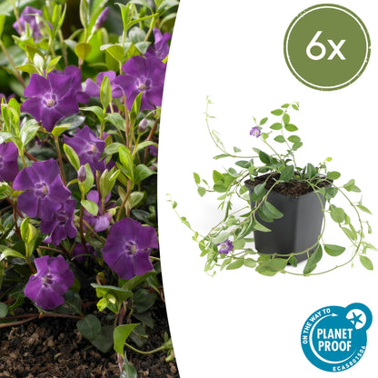Kleine maagdenpalm 'Atropurpurea' - set van 6 – voor tuin & terras