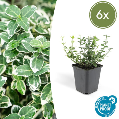 Kardinaalsmuts 'Emerald Gaiety' - set van 6 – voor tuin & terras