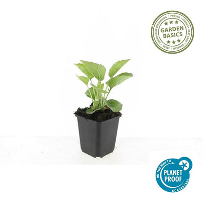 Zonnehoed 'Magnus' (Echinacea)