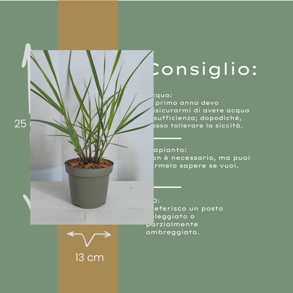 Vingergras 'Rotstrahlbusch' - set van 3 – voor tuin & terras