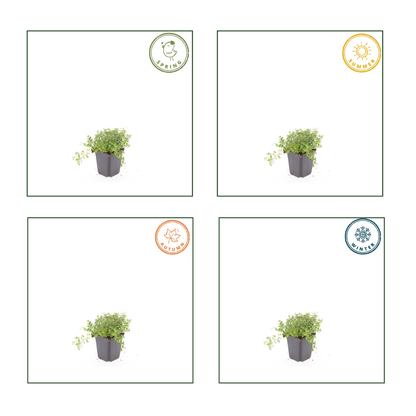 Wilde tijm (Thymus serpyllum) - set van 12 – voor tuin & terras