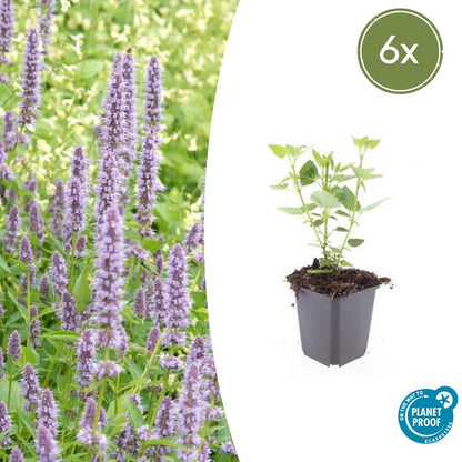 Dropplant 'Blue Fortune' - set van 6 – voor tuin & terras