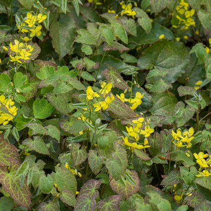 Elfenbloem 'Frohnleiten' - set van 6 – voor tuin & terras