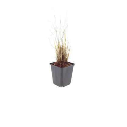 Diamantgras - set van 6 – voor tuin & terras