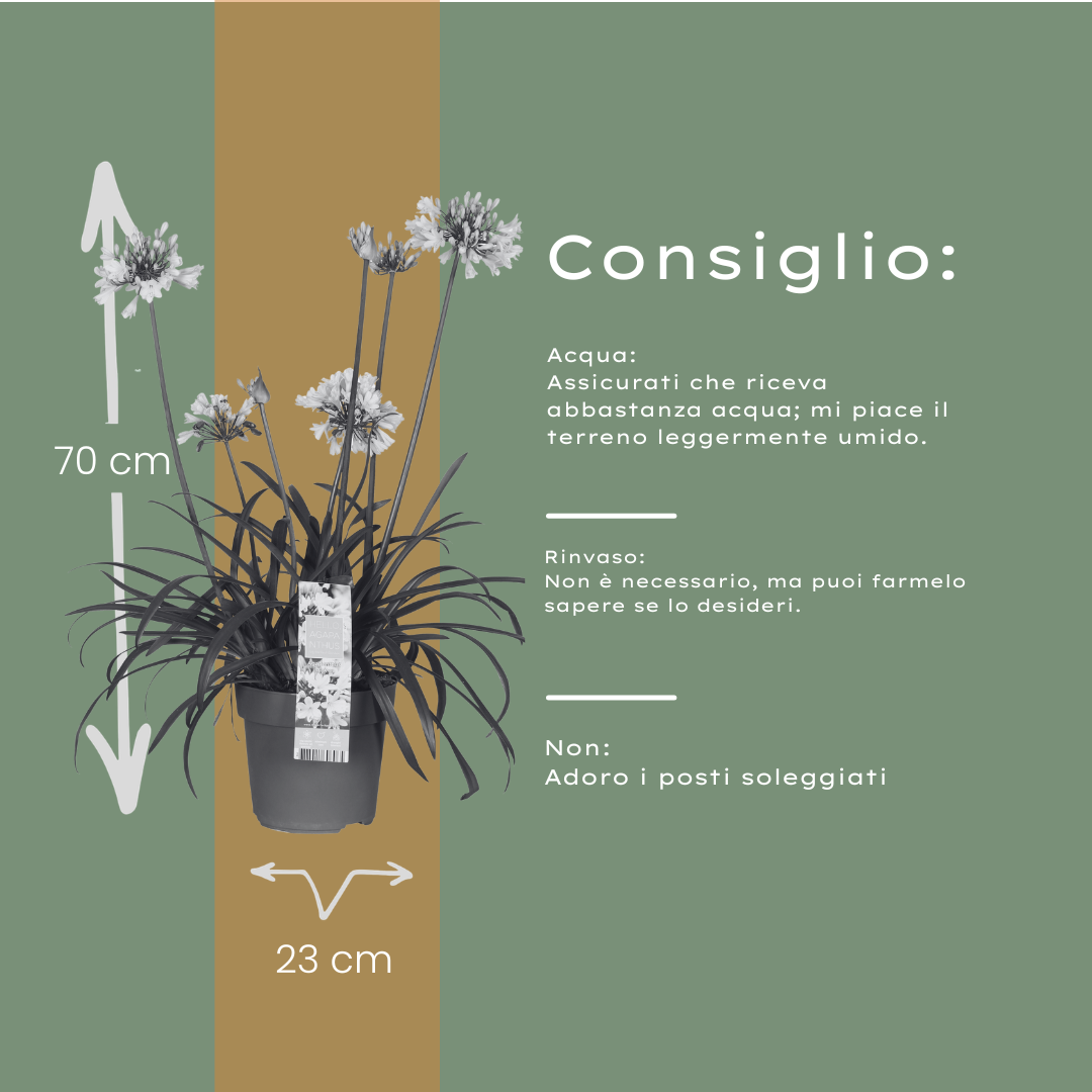 Agapanthus 'Everwhite' — Afrikaanse lelie, wit (Ø23)