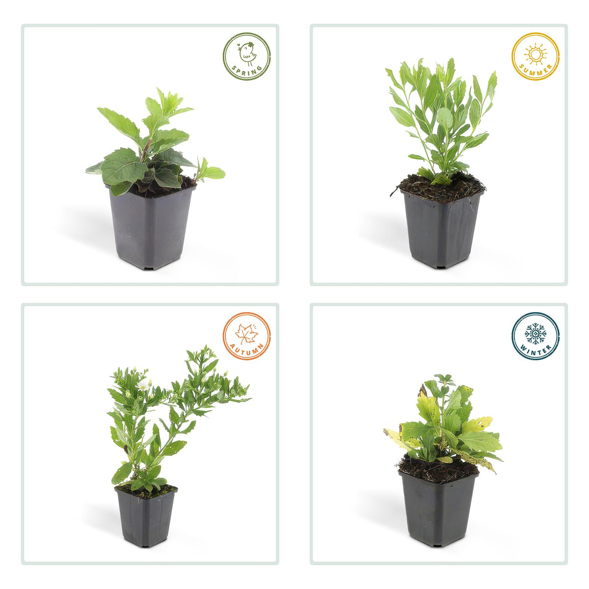 Herfstaster 'Ashvi' - set van 6 – voor tuin & terras
