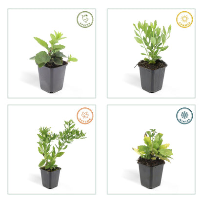 Herfstaster 'Ashvi' - set van 6 – voor tuin & terras