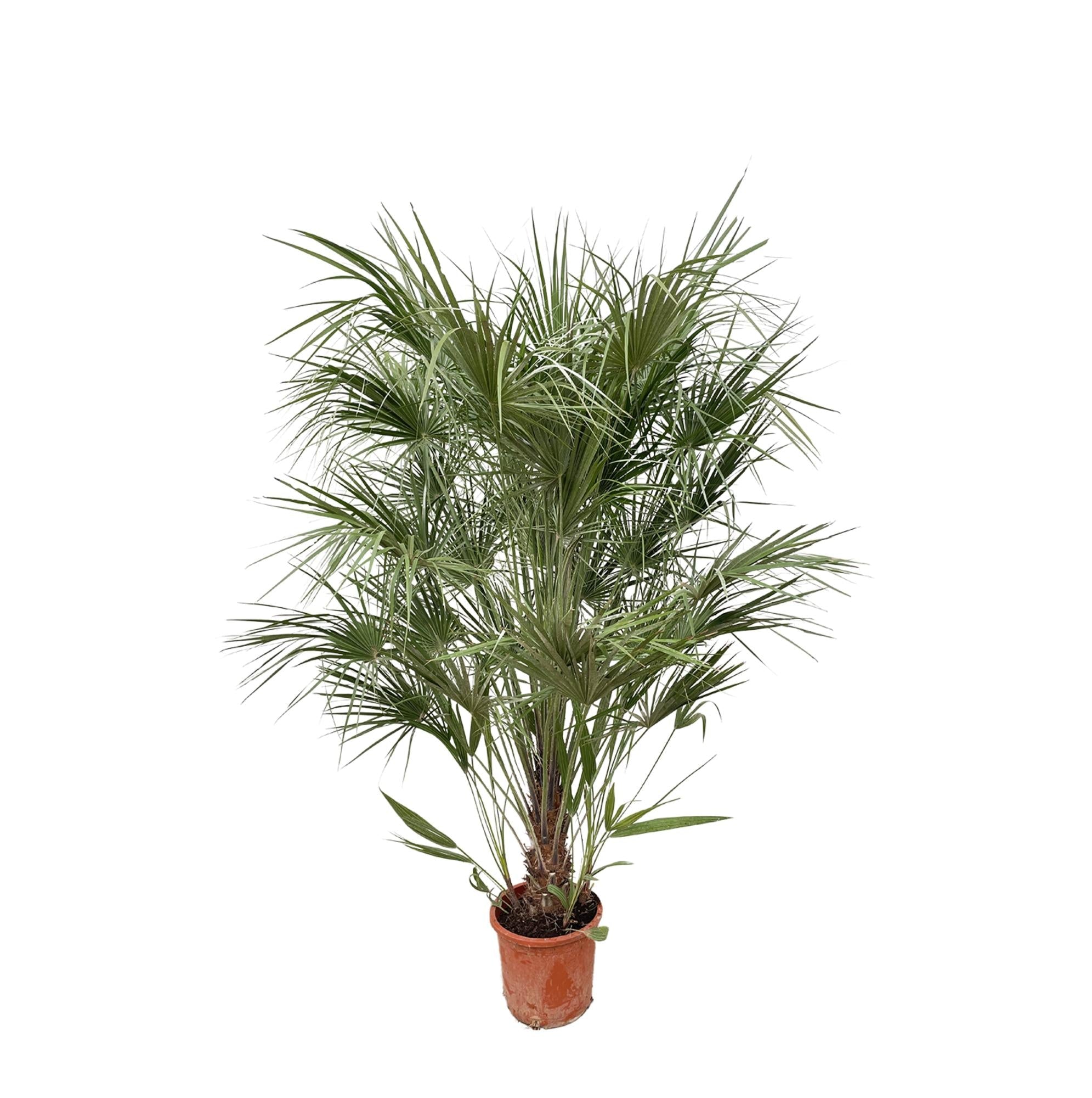 Waaierpalm Chamaerops 170 cm