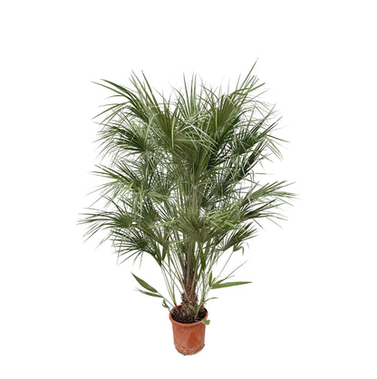 Waaierpalm Chamaerops 170 cm