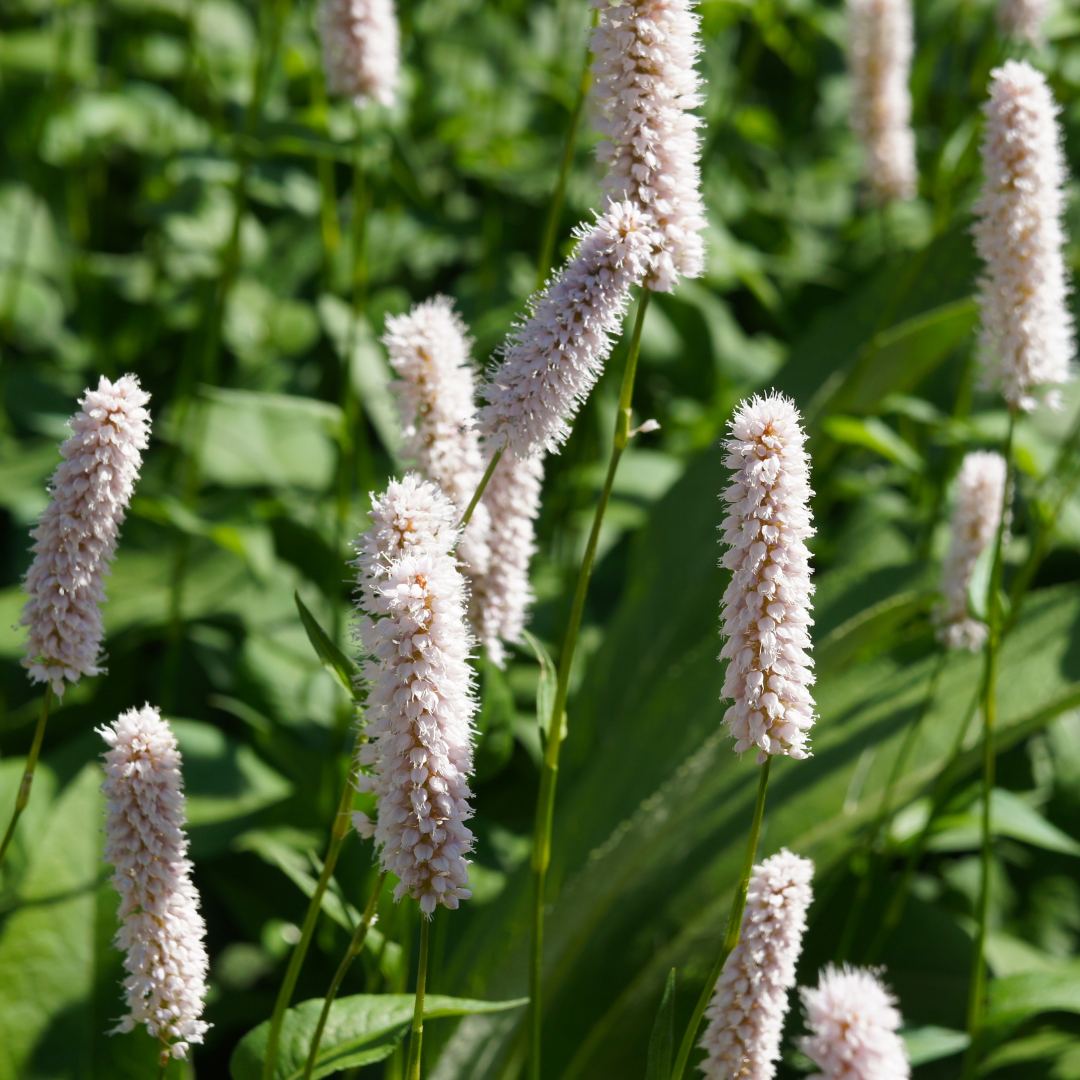 Adderwortel 'Superba' - set van 6 – voor tuin & terras