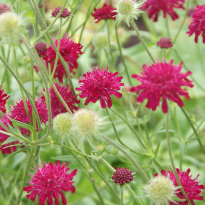 Beemdkroon (Knautia macedonica) - set van 6 – voor tuin & terras