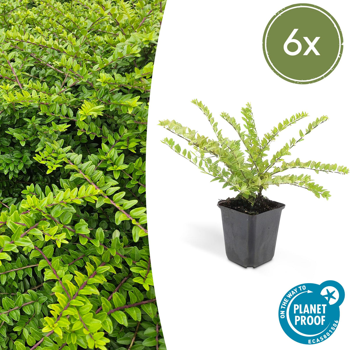 Struikkamperfoelie 'Maigrün' - set van 6 – voor tuin & terras