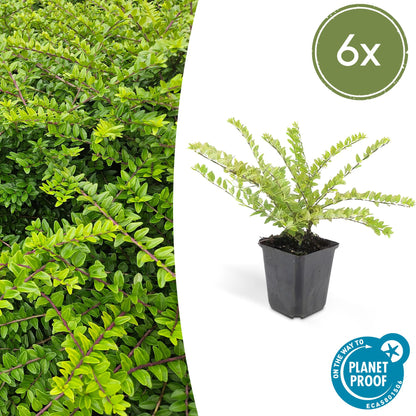 Struikkamperfoelie 'Maigrün' - set van 6 – voor tuin & terras