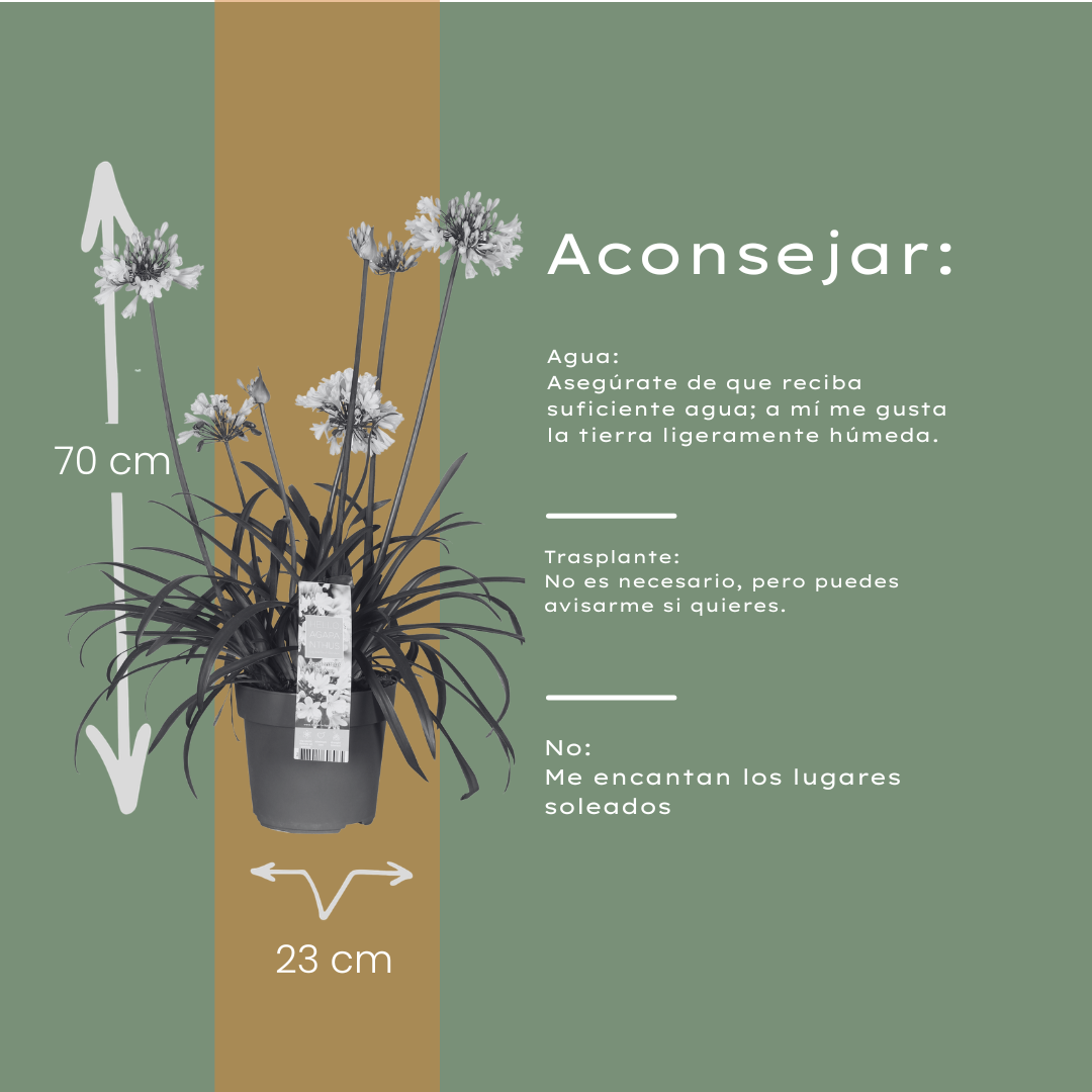 Agapanthus 'Everwhite' — Afrikaanse lelie, wit (Ø23)
