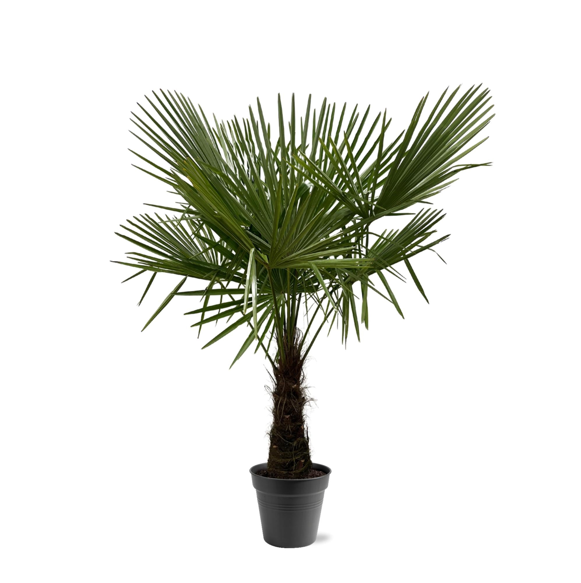 Waaierpalm Trachycarpus - 160-180 cm
