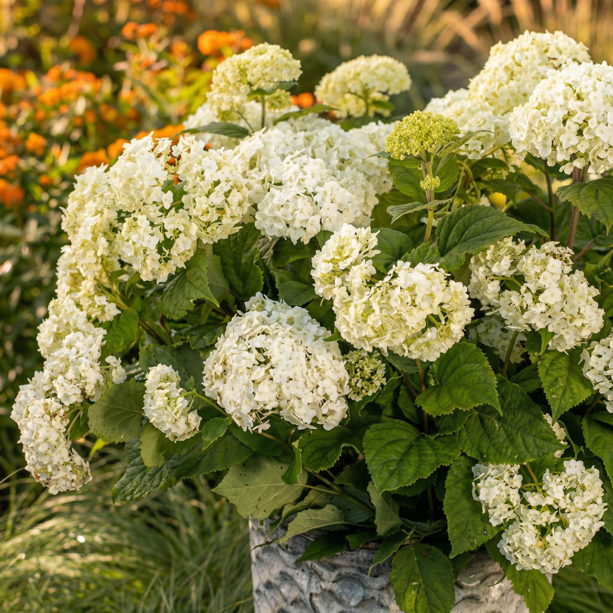 Sneeuwbalhortensia FlowerWOW wit (Hydrangea arborescens)