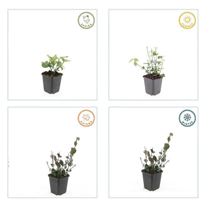 Kardinaalsmuts 'Coloratus' - set van 6 – voor tuin & terras