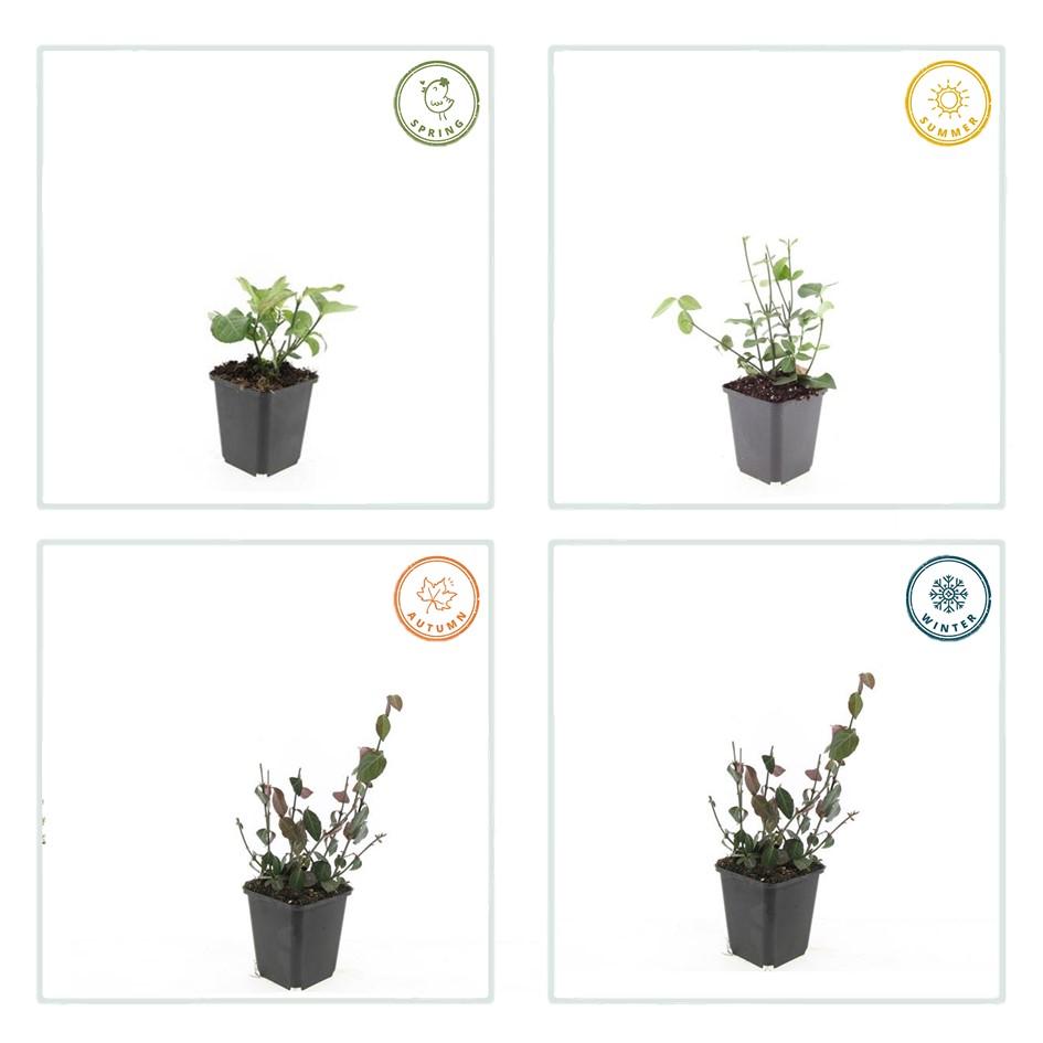 Kardinaalsmuts 'Coloratus' - set van 6 – voor tuin & terras