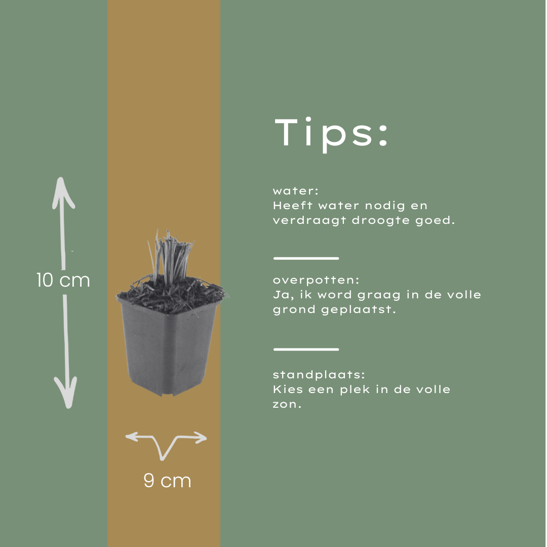 Liatris spicata - set van 6 – voor tuin & terras