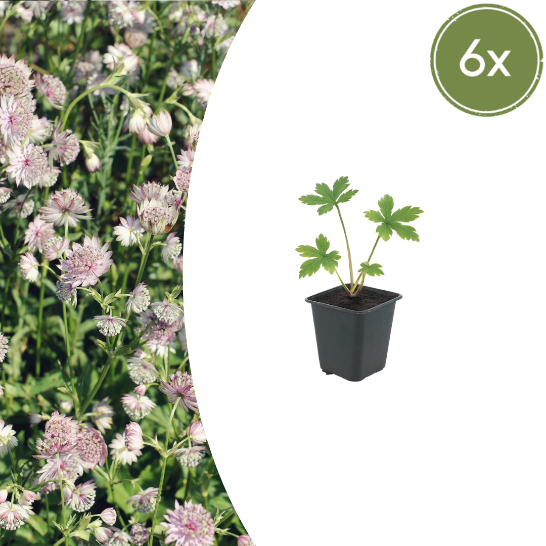 Zeeuws knoopje (Astrantia major)