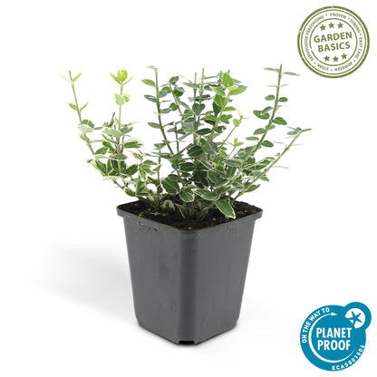 Kardinaalsmuts 'Emerald Gaiety' - set van 6 – voor tuin & terras