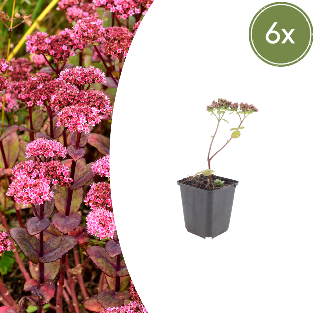 Hemelsleutel 'Matrona' - set van 6 – voor tuin & terras