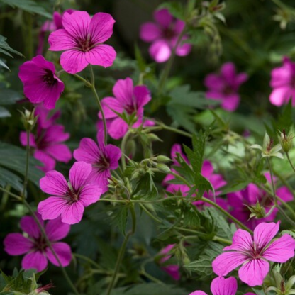 Bloedooievaarsbek 'Max Frei' - set van 6 – voor tuin & terras