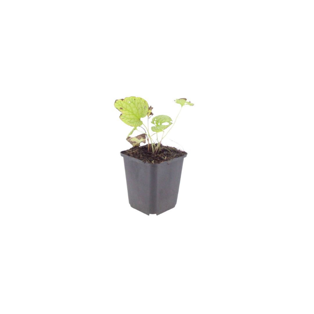 Kaukasisch vergeet-mij-nietje 'Jack Frost' (Brunnera), productfoto 4
