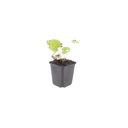Kaukasisch vergeet-mij-nietje 'Jack Frost' (Brunnera), productfoto 4