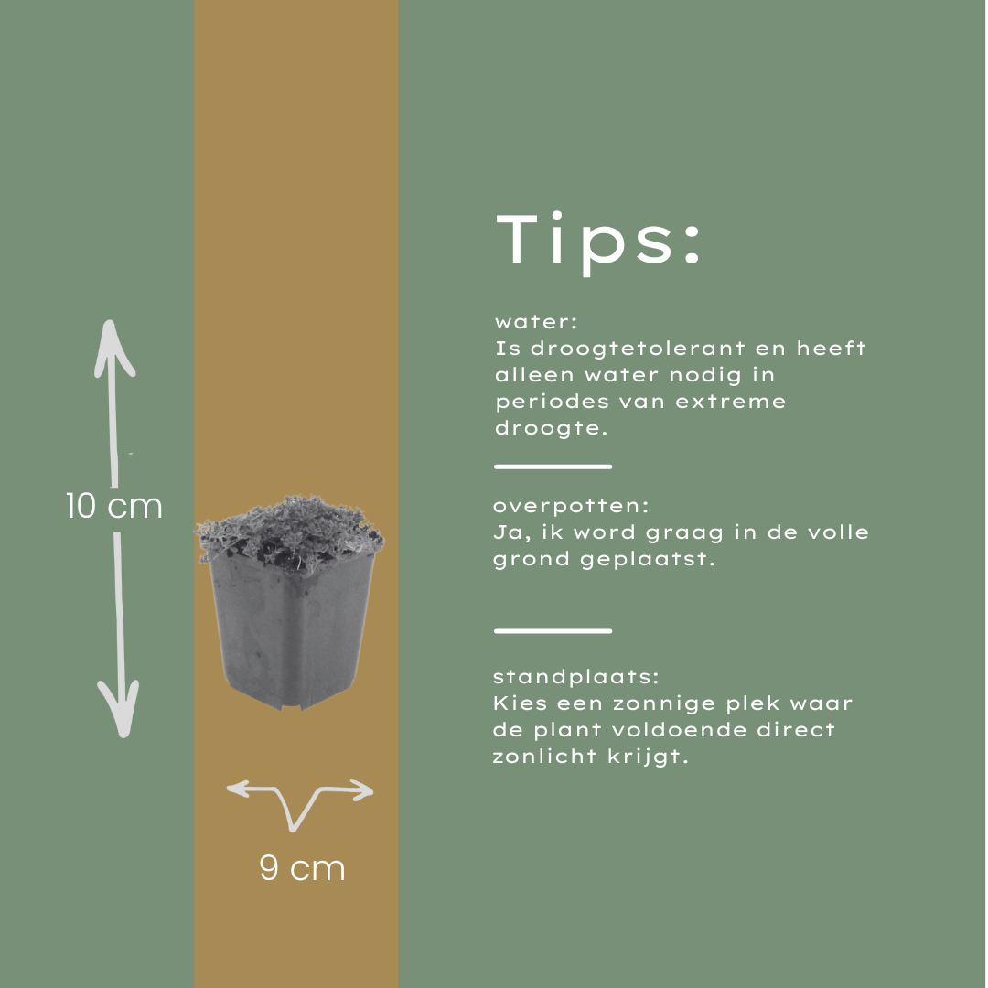 Kruiptijm 'Albiflorus' - set van 6 – voor tuin & terras